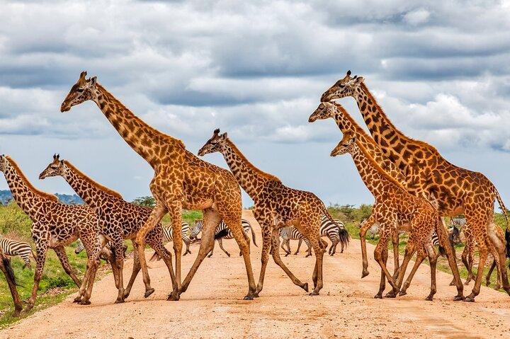 3 dagen en 2 nachten OlPejeta Safari vanuit Nairobi