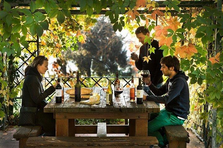 Økologisk vingårdstur og smagning i Toscana