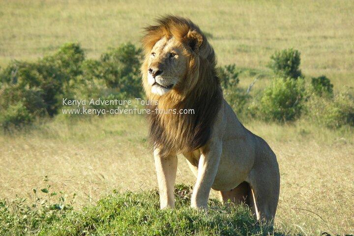 5 Hour Nairobi National Park Game Drive
