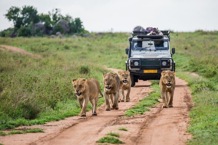 3 Days Ngorongoro & Serengeti Fly in Safari