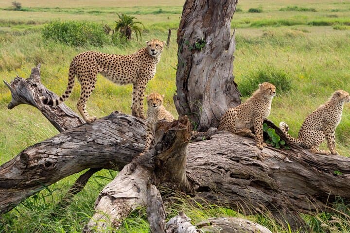 3 Days Ngorongoro & Serengeti Fly in Safari