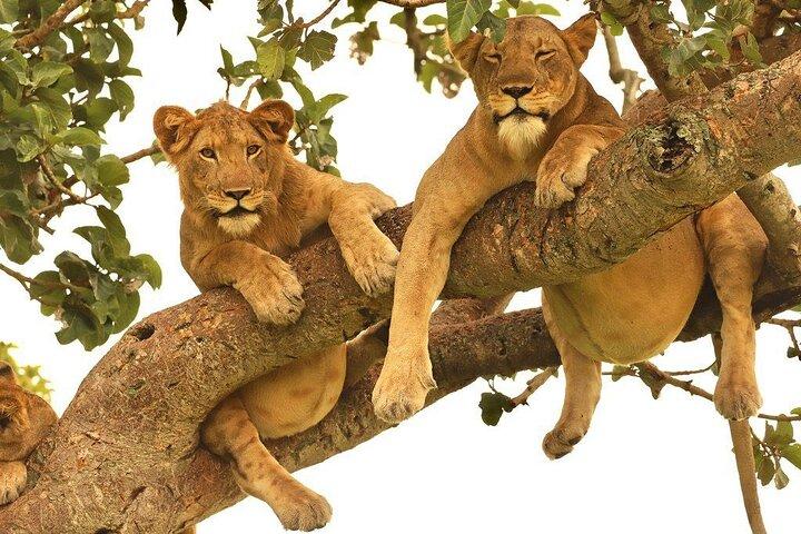 Expérience de 12 jours dans la nature et la faune de la perle d'Afrique