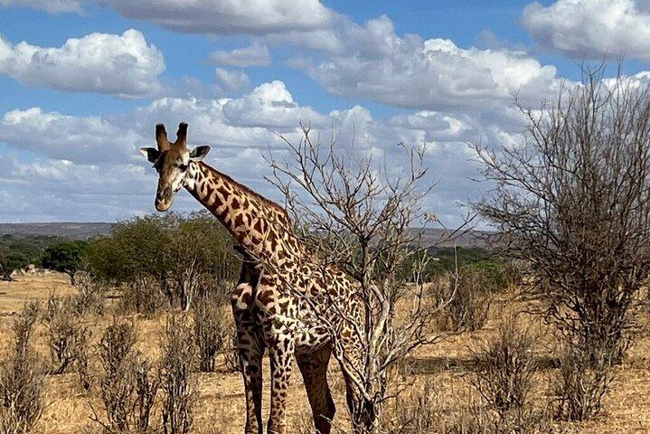 野生動物との遭遇（タンザニア、キリマンジャロ）