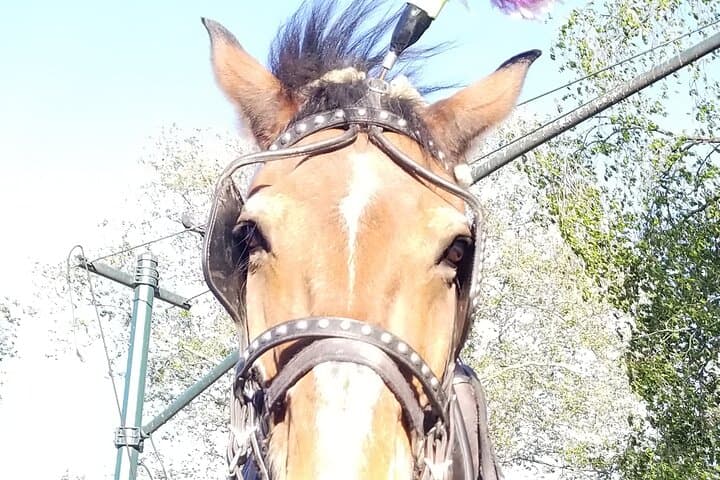 Full loop Private Horse Carriage Ride in Central Park 45 Minutes