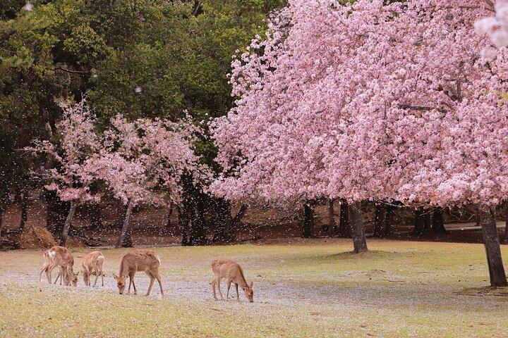 Nara Private anpassbare Halbtagestour