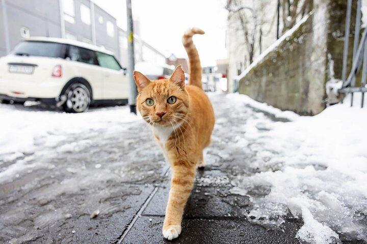 Excursão privada a pé com gatos em Reykjavik