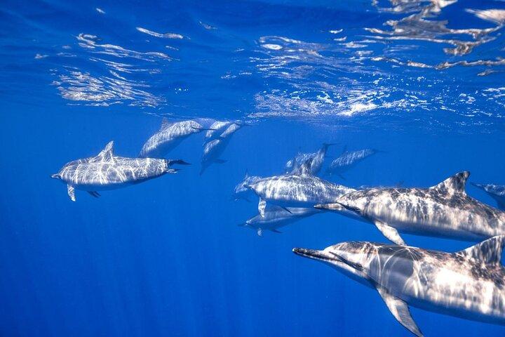 シャルムの海洋公園での 2 ダイブを含むボートでの 1 日ツアー