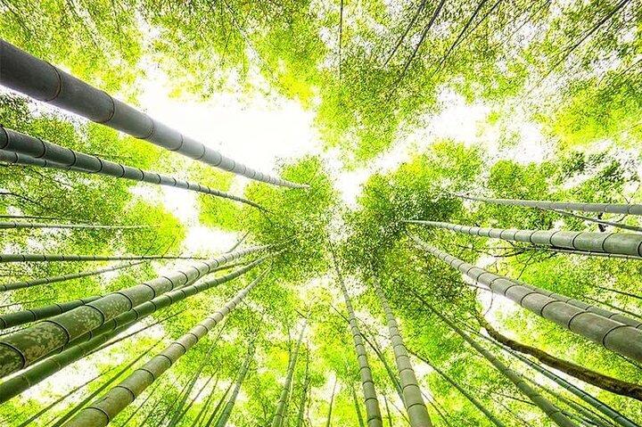 京都、大阪、奈良の車で行くプライベートツアー 英語ドライバーガイド