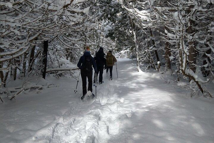 Raquetas de nieve privadas para las cuevas de Nottawasaga Bluffs, Collingwood/Creemore