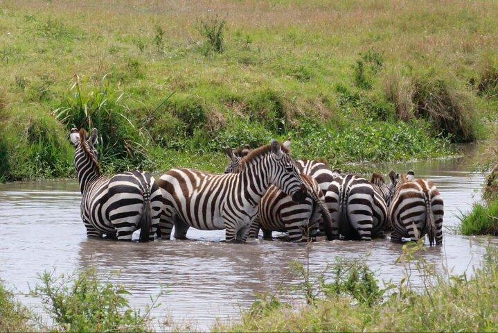 11-dagars Serengeti's Migration Majesty