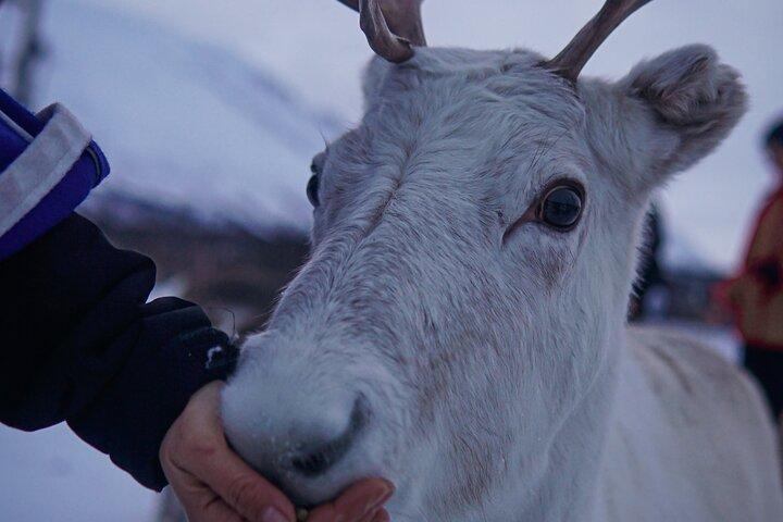 Renutfodring & samisk kultur Eftermiddag Avgång