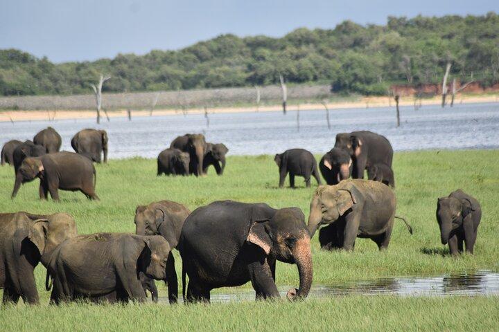 ミネリヤ国立公園でのプライベートラグジュアリーサファリ-オールインクルーシブ