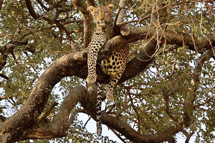 3-dagars Tanzania Budgetgrupp som går med i Safari Tour