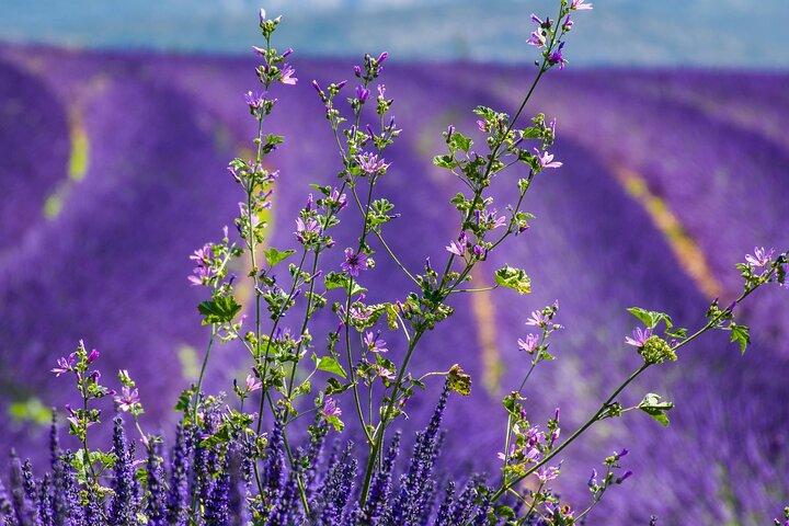Tour di un'intera giornata alle Gorges du Verdon e ai campi di lavanda da Nizza