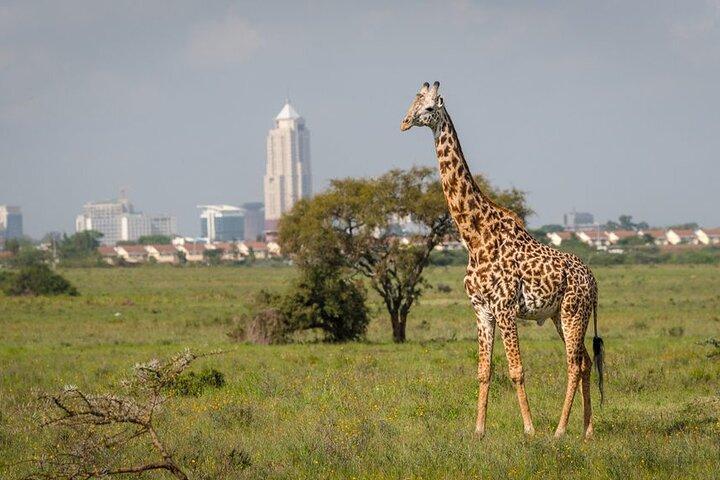 Half-Day National Wildlife Safari Private Tour in Nairobi