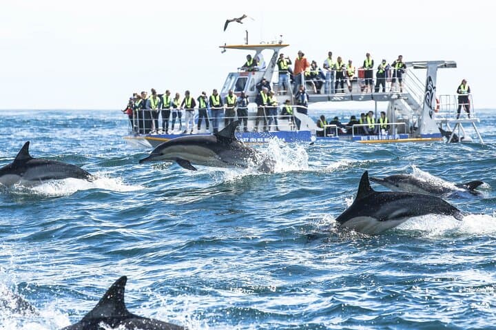 Hermanus Whale Watching and Wine Tasting Private Tour