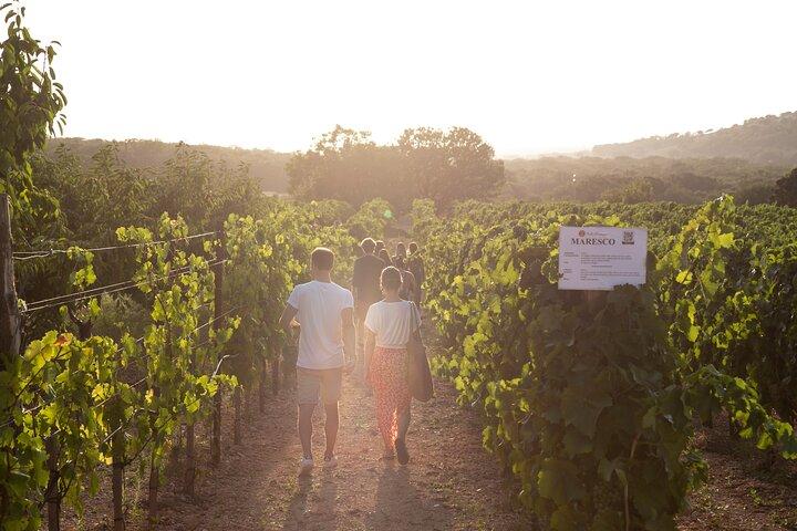 Dîner dans le vignoble avec dégustation de vins et promenade