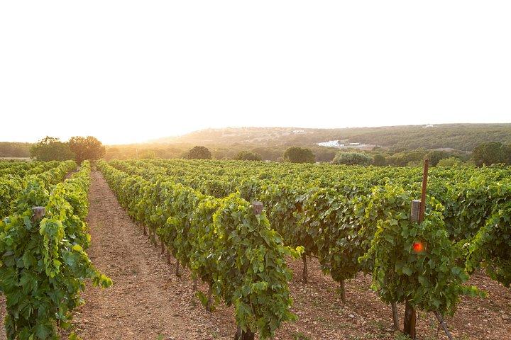 Apulian Cooking Class with Dinner in the Vineyard and Wine