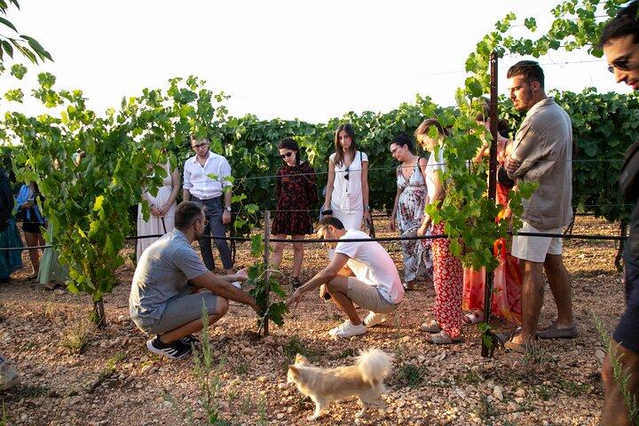 Dîner dans le vignoble avec dégustation de vins et promenade