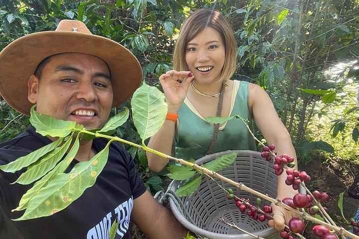 アグア火山近くのコーヒー ツアー (試飲付き)