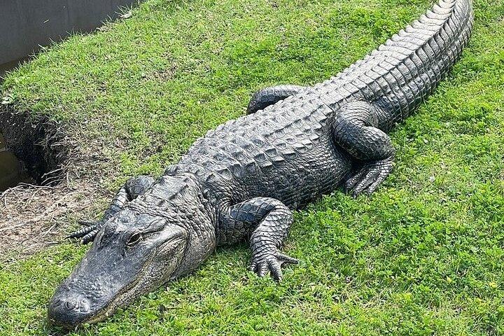 ニューオーリンズのプランテーションと沼地終日ツアー