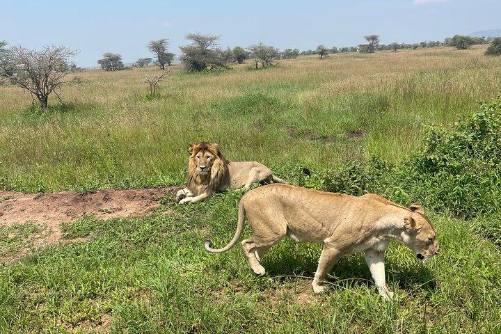 Circuito do Norte Safari: 7Days from Arusha - Os melhores parques da Tanzânia