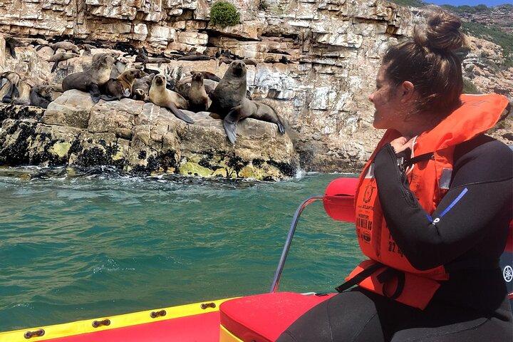 Seal Viewing Boat Trip in Plettenberg Bay