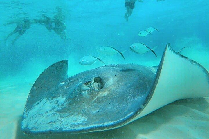 Excursion privée de plongée avec tuba à El Cielo Cozumel, repas, boissons et plage