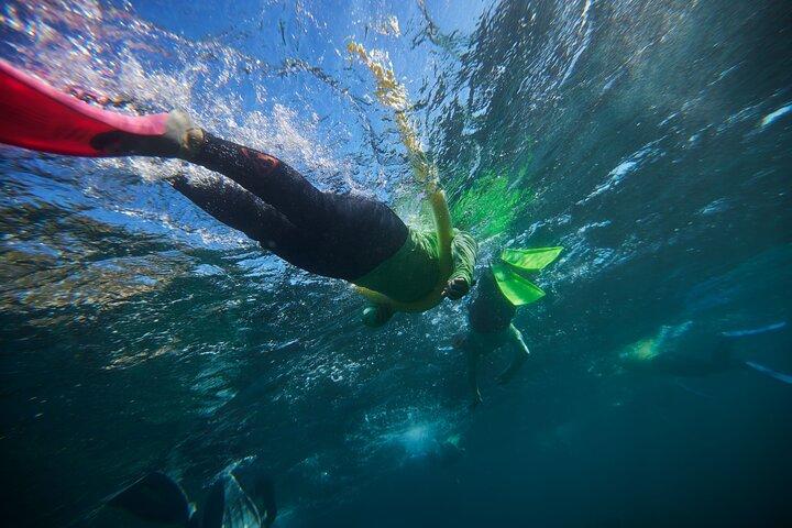 小グループマンリーシュノーケルツアーとネイチャーウォーク（現地ガイド付き）