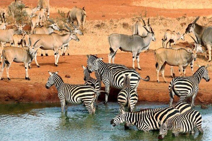 モンバサ発セヴェリンキャンプまでの2泊3日サファリ