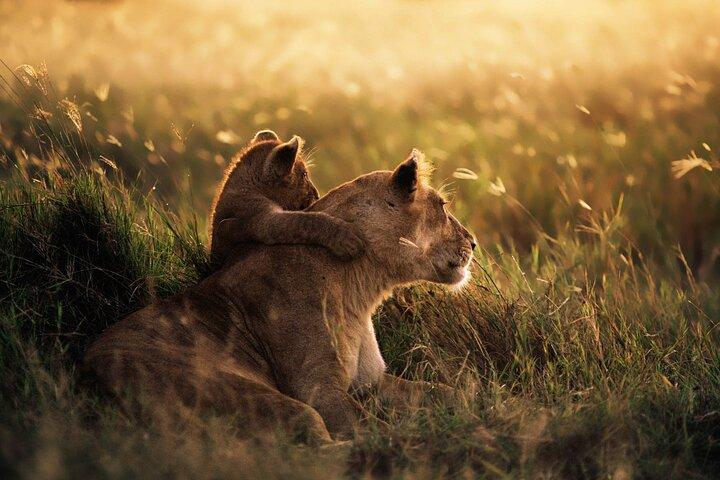 4 días de camping compartido Safari a Tarangire y Serengeti