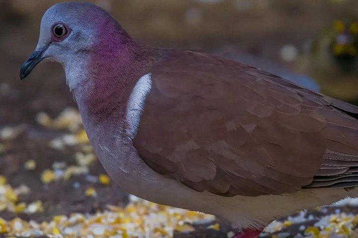 ロックランズ野鳥保護区とモンテゴベイのハイライト
