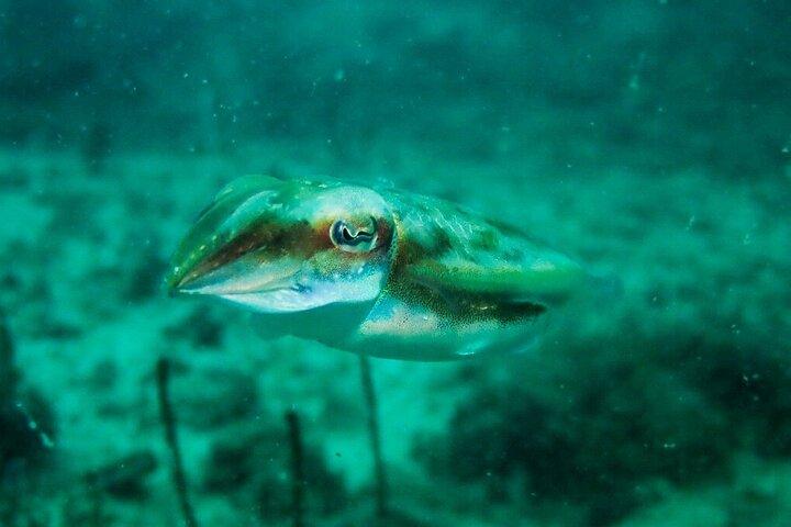 Scuba Diving Adventures i Singapores lokale farvande