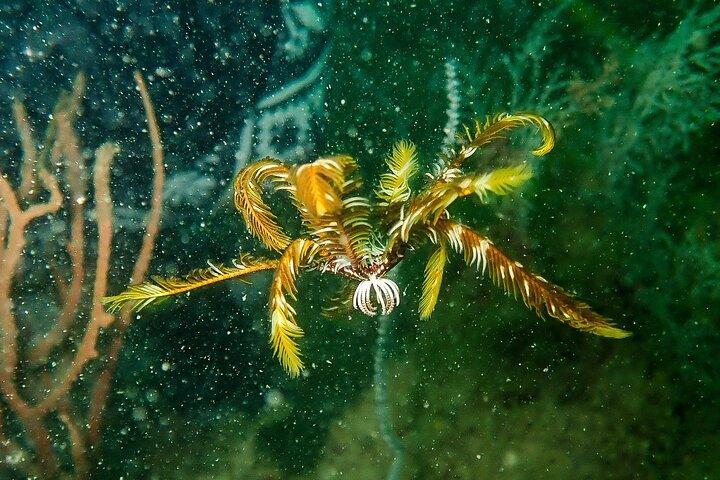Scuba Diving Adventures i Singapores lokale farvande