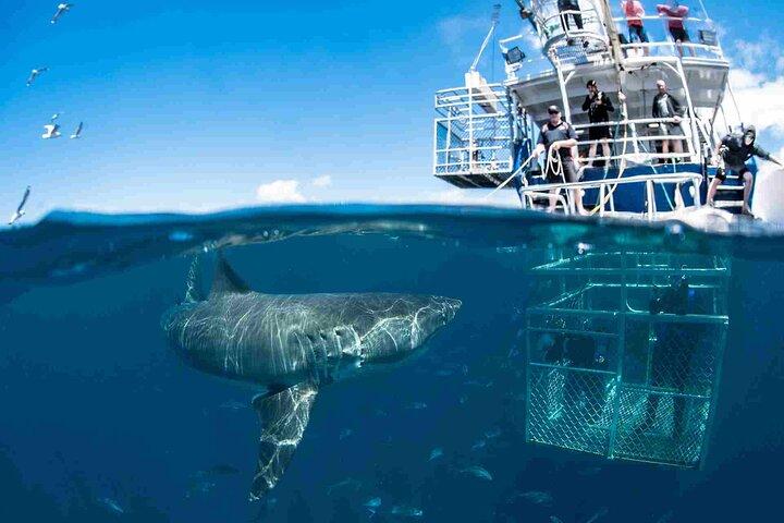 Plongée en cage avec les requins avec transport depuis Cape Town