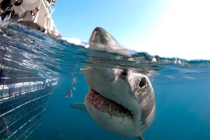 Plongée en cage avec les requins avec transport depuis Cape Town