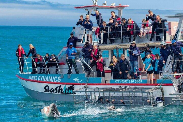 Plongée en cage avec les requins avec transport depuis Cape Town
