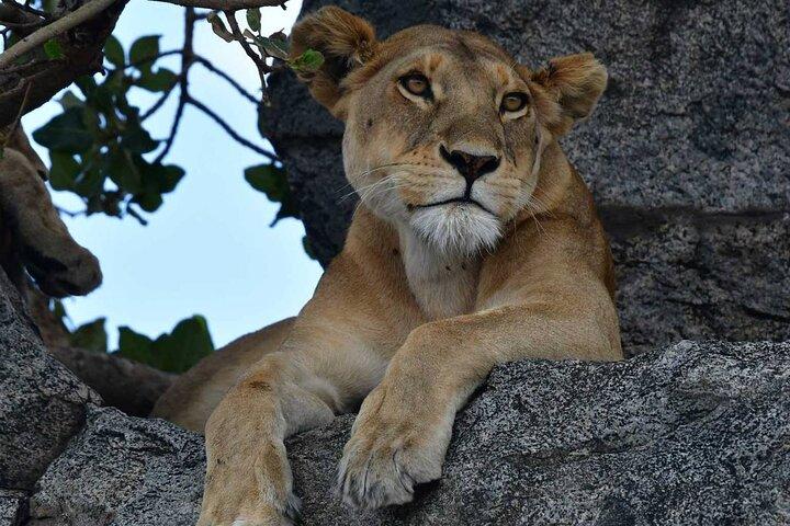 Big Five Classic Safari i Tanzania **Bæredygtig rejsetilgang