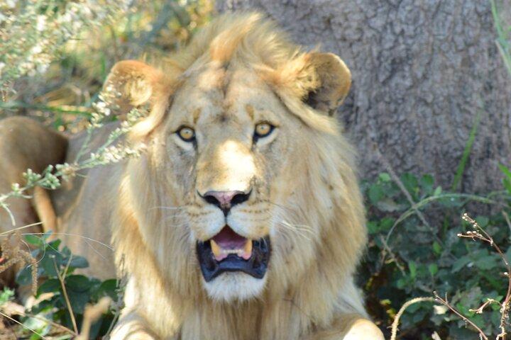 Tour privado de 4 días en safari de gama media en Tanzania