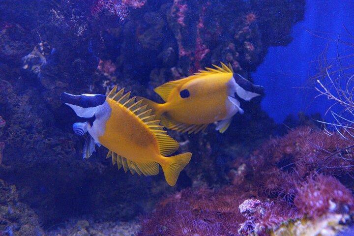 Inbursa Aquarium ticket