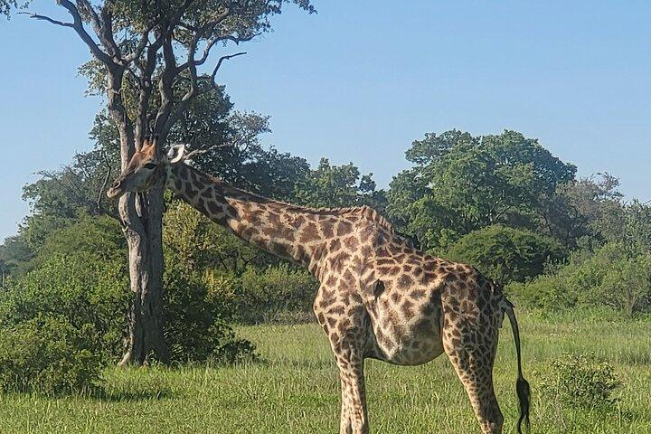 チョベ国立公園と川を満喫する一日