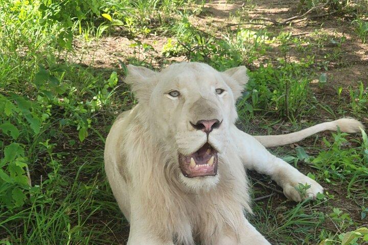 Parque Nacional Chobe de dia inteiro e experiência fluvial