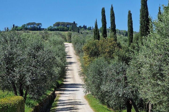 Wine Tours Chianti All inclusive Almoço e degustação de vinhos 1 vinícola