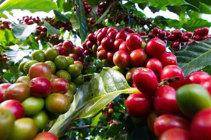 Führung durch die Kaffeefarm und Fabrik in Kiambu mit Eintrittsgebühren