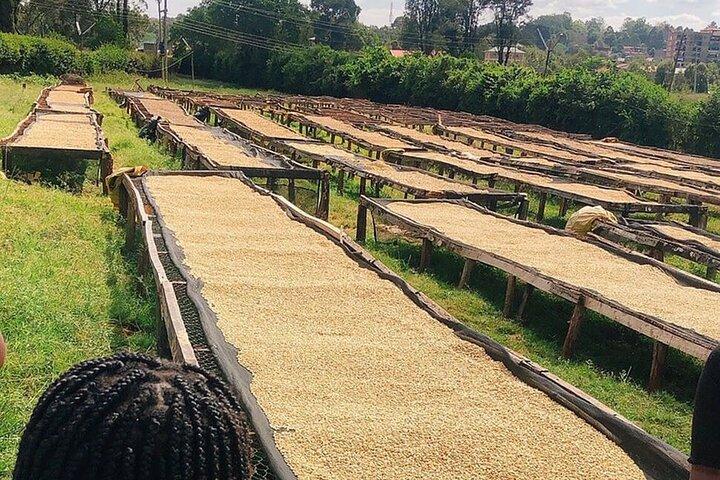 Halbtägiger Besuch einer Kaffeefarm im Fairview Estate