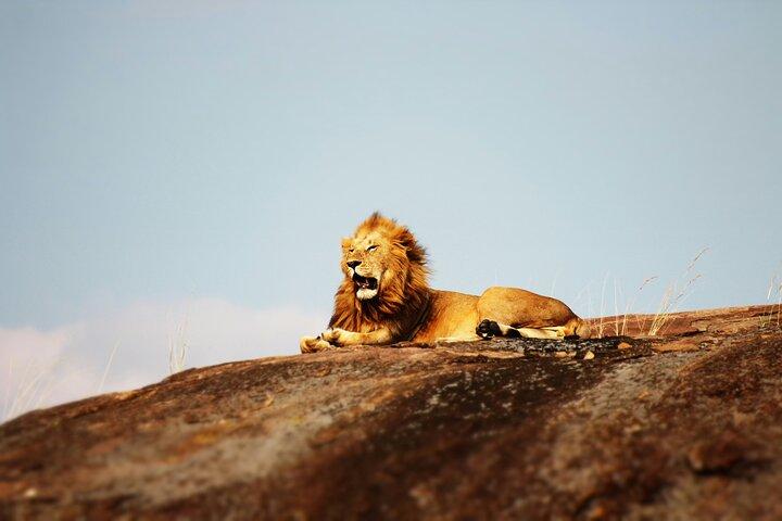 Tour privado de 4 días en safari de gama media en Tanzania