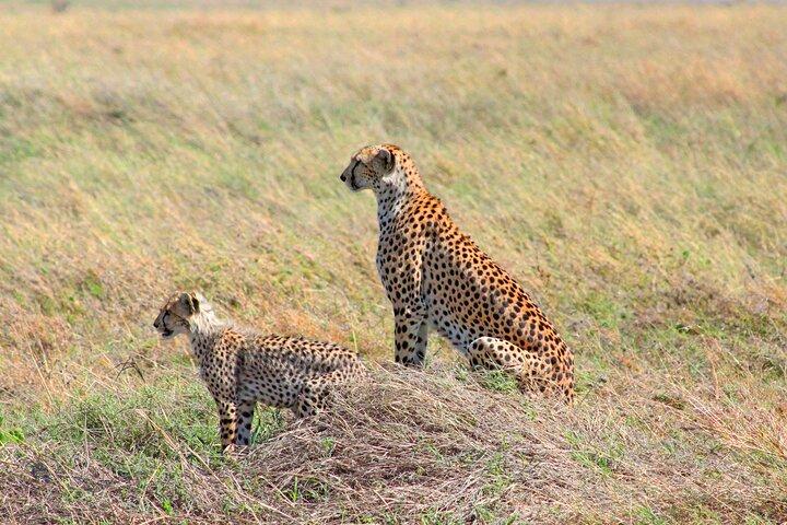 Tour privado de 4 días en safari de gama media en Tanzania