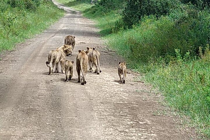 Masai Mara 3 Days Tour