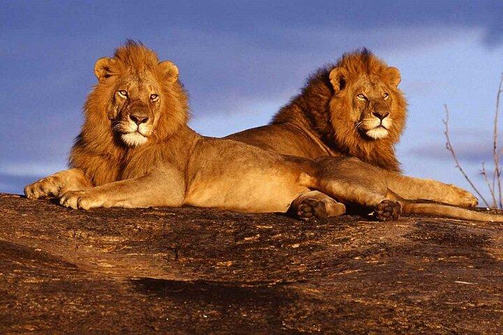 5 Days Safari to Tsavo West, Amboseli and Tsavo East from Mombasa