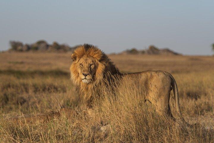 Visite privée du parc national Amboseli de 3 jours et 2 nuits